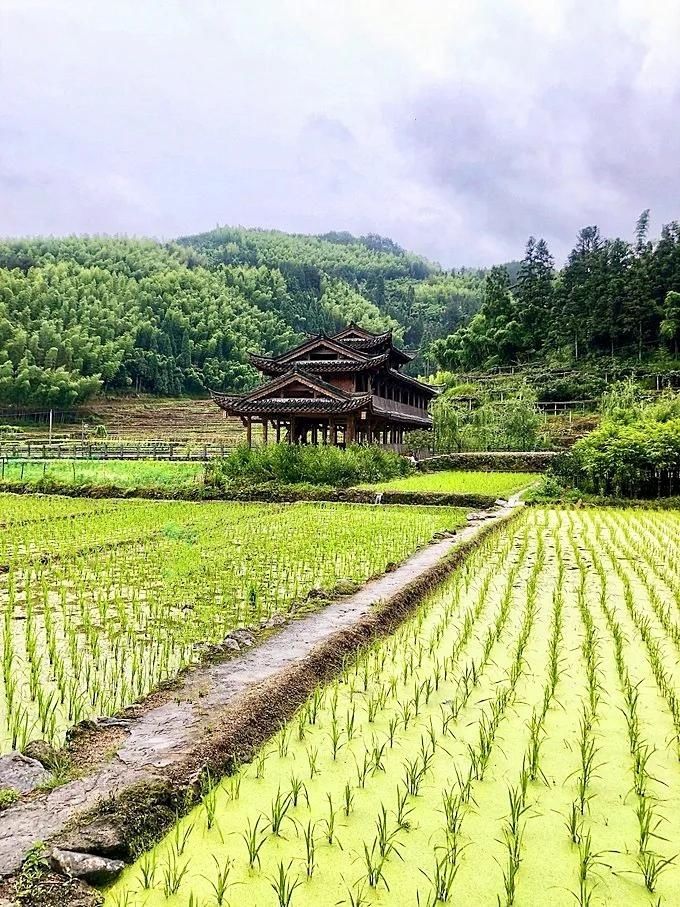 泰顺岭北冬意浓，村尾五古正当红|古村行记 | 廊桥