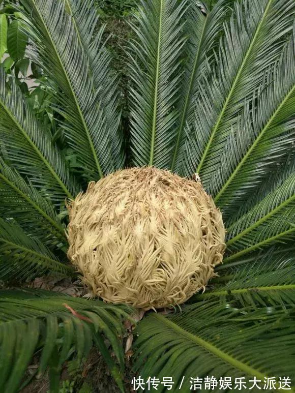 富贵竹|4种花有灵性，平时难开花，一有好事就开花！