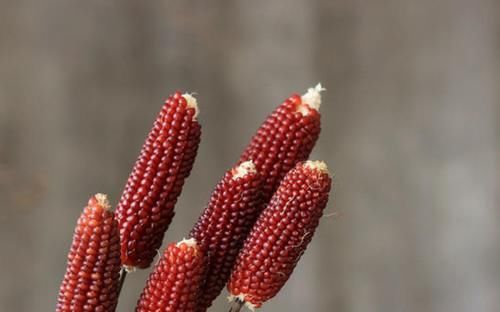 滋补|秋季滋补,常吃三种食物,抗衰老、增强免疫力