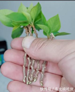 要想提高三角梅的扦插成活率，从几点入手，成活率能达到95%以上