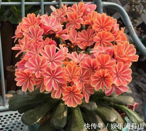 阳台上|这些花养阳台,沾土就活,开花早,优雅而美丽,色彩柔美和婉