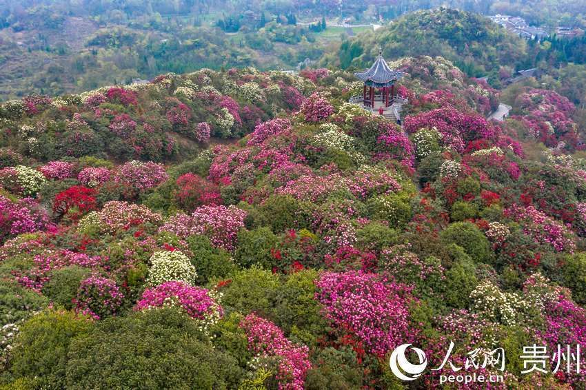 一路繁花似锦 百里杜鹃花开