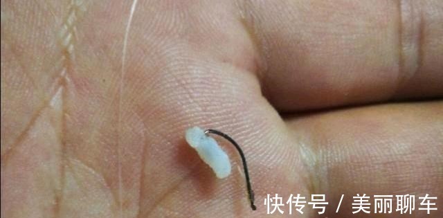 钓饵|别看这东西便宜,却是鲫鱼最爱吃的饵料,它就在你身边