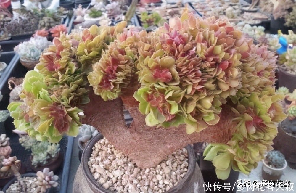 想把多肉养成老桩,那也要选对多肉,这几种才合适你