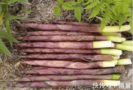 农村|农村有些少见的野菜,能防治咳喘、高血压、烦渴、失眠等症