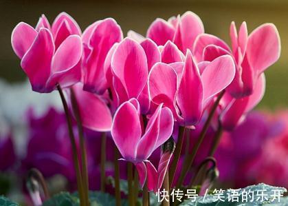 花期|12月份怒放的10种花,哪一种更好看