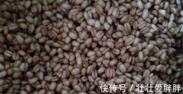 白露|入冬之前野钓大鲫鱼,我从来不用蚯蚓和红虫,这些素饵才是首选!