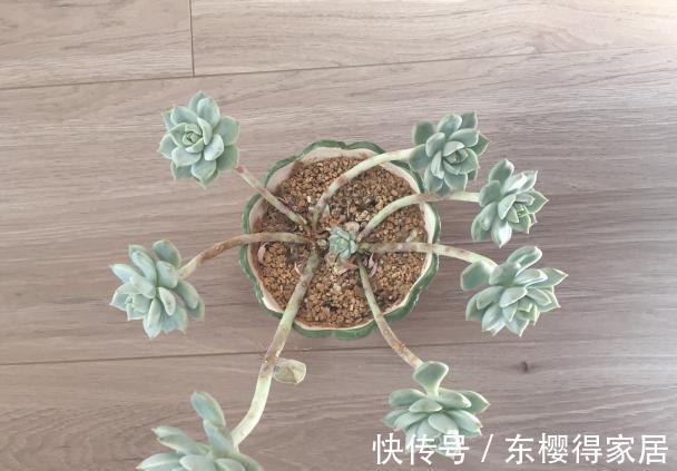 普货多肉|普货之王白牡丹,用点小技巧,轻松变成迷人的粉牡丹,特别好看