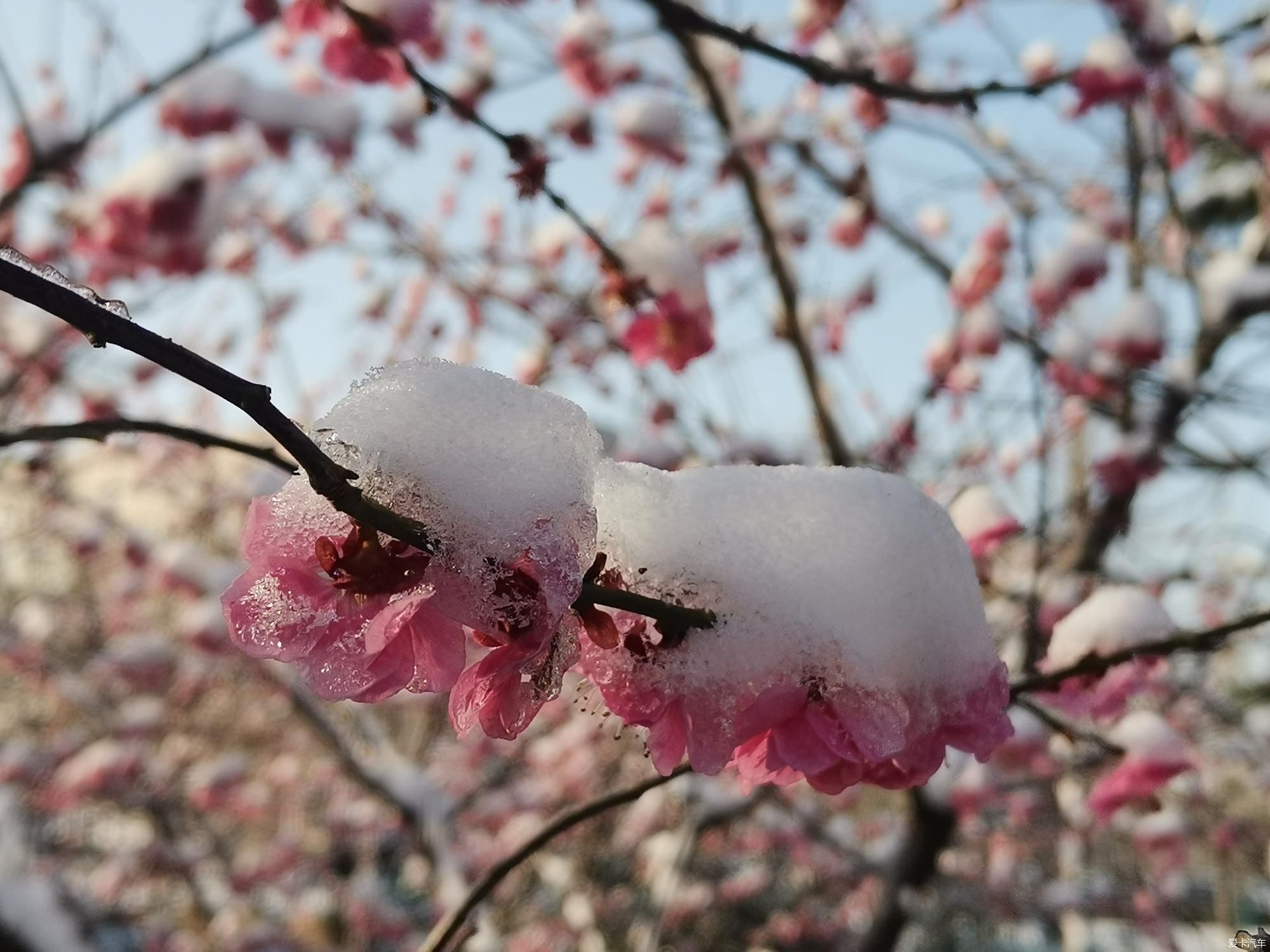 老年|【爱卡踏青季】踏雪寻梅