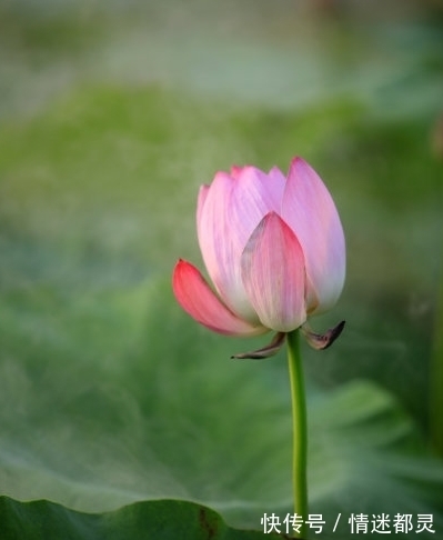 桃花|10月底，运势上涨，4属相桃花朵朵，财源滚滚，生活美满幸福