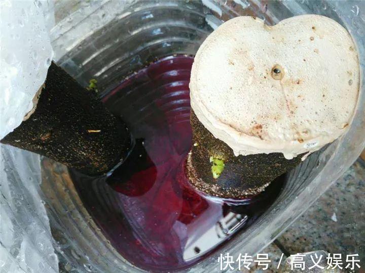 水杨酸|8种自制生根剂,扦插前抹一抹,白根冒的又快又多!