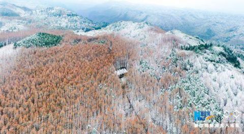 平分秋色|“平分秋色”的山王坪“白了头”