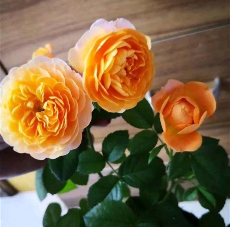 养月季,这件事做不到位,月季就难以长旺,花少、花小