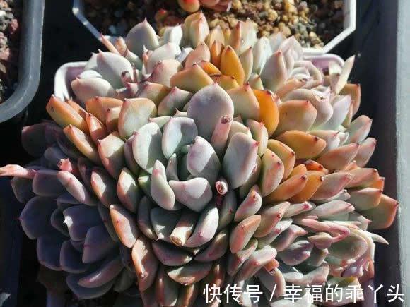 肉肥|养多肉的花友,在12月份都在做“3件事”,多肉肥美胖成球