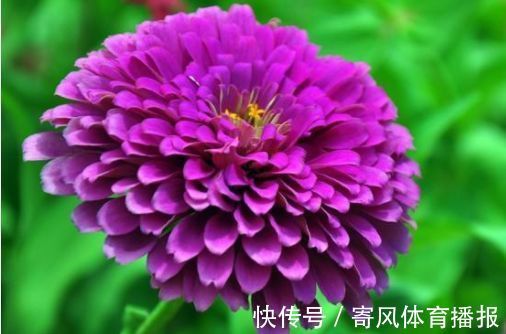 喜欢玫瑰，不妨养盆“精品玫瑰”宠爱小姐，花身金黄，立体感十足