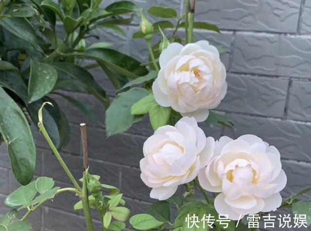 月季花朵变小记得将“3步”做好,20天后花朵“拳头大”,漂亮