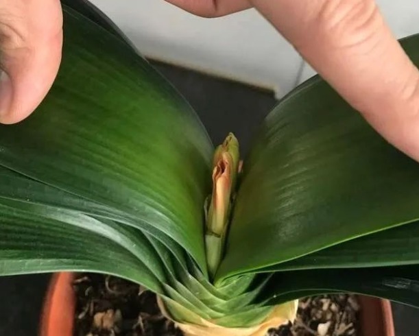 君子兰|君子兰夹箭不开花怎么办，教你个方法，轻松搞定