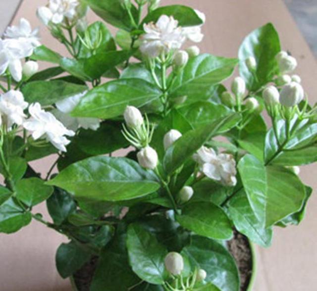 盆栽|养好茉莉花,学会这4招,一年能开好几茬,比栀子花还香、还漂亮