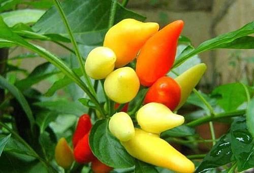 春天养生正当时，常吃几种食物，刮油消脂，养护血管，营养健康