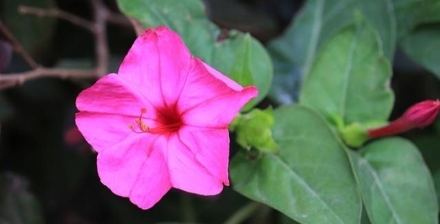 格外|认老乡啦!这6种花你们叫什么?名字土到掉渣,却格外亲切