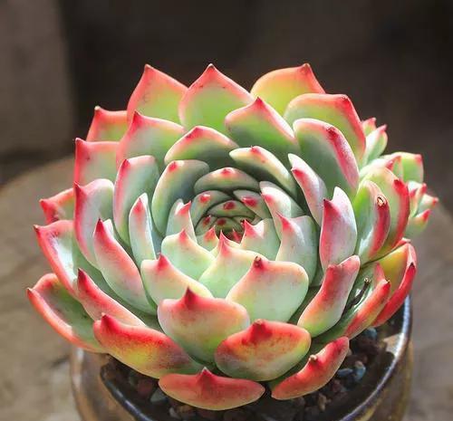 名字像娃娃,形态像莲花,堪称多肉中的“杨贵妃”,是哪种多肉呢