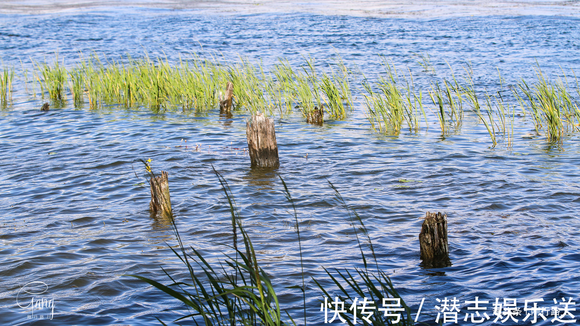 枯藤|大理最不起眼的海舌公园，洱海边上的枯藤老树成人们最爱的打卡点