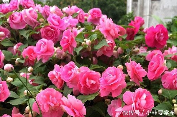 四季开花的花,我建议你养这1种,开花多多,比玫瑰和茶花都漂亮!