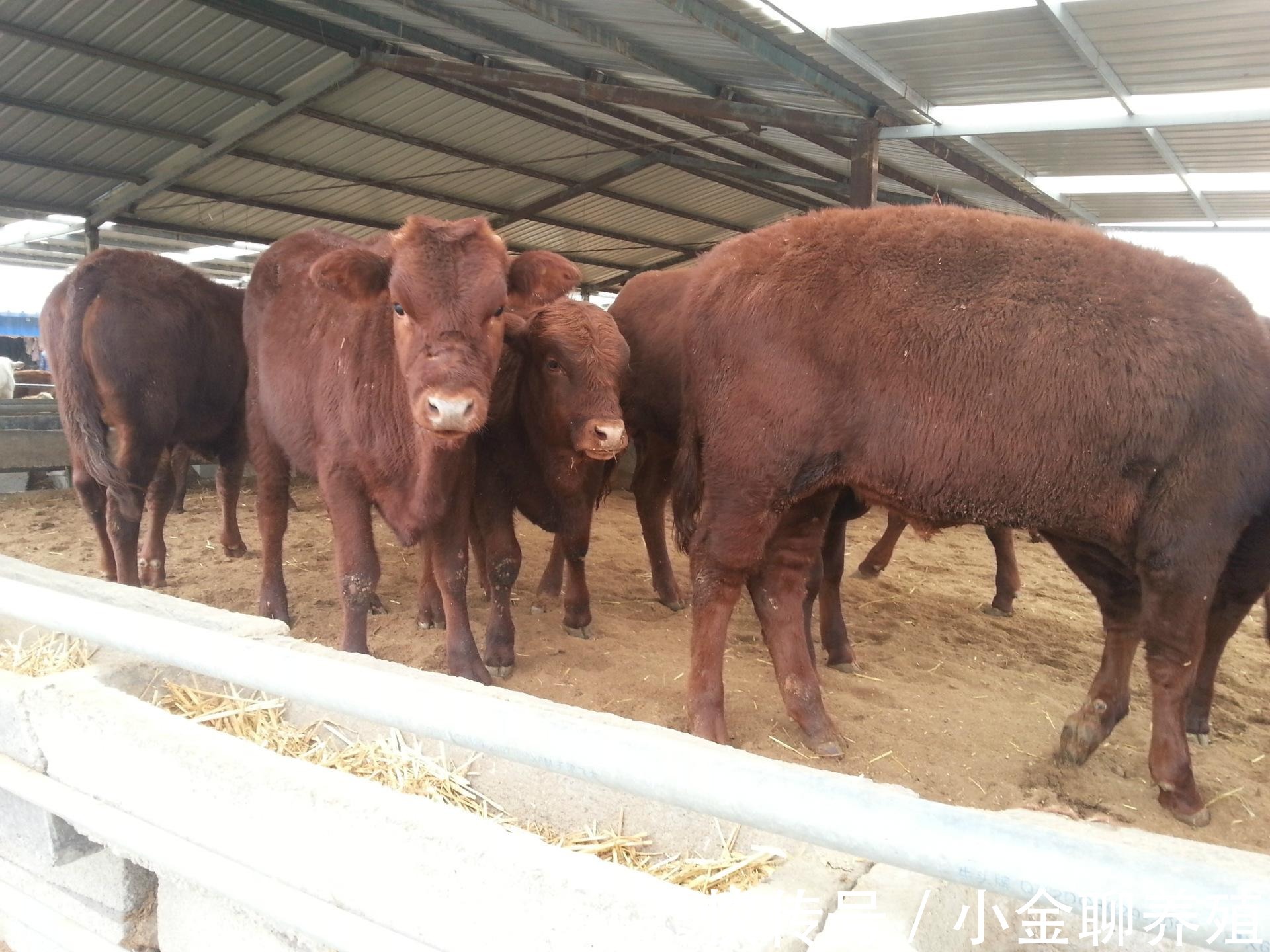 牛犊|犊牛消化不好拉稀喂点什么药?牛犊消化不良拉稀用什么药?