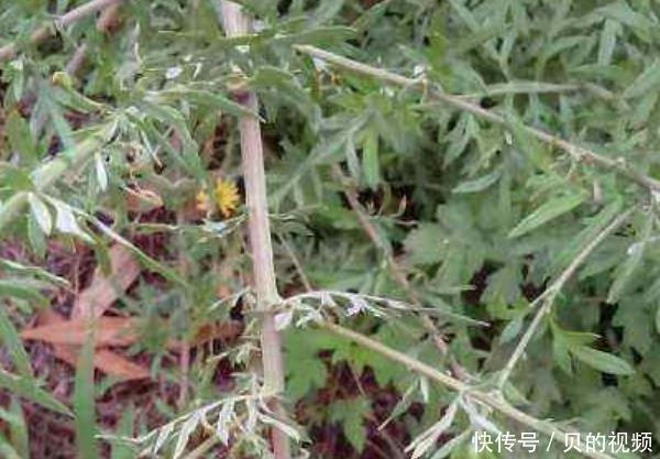 “埋没在农村”的抗癌野菜，比蒲公英好100倍，城里人都不认识