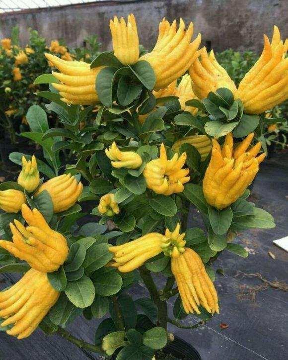 客厅|这些盆栽水果,巴掌大一棵能结上百个,客厅放一盆,馋的直流口水