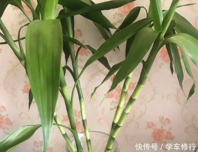 这“3种”植物,寓意特别好,家里种几盆,带运又美观!
