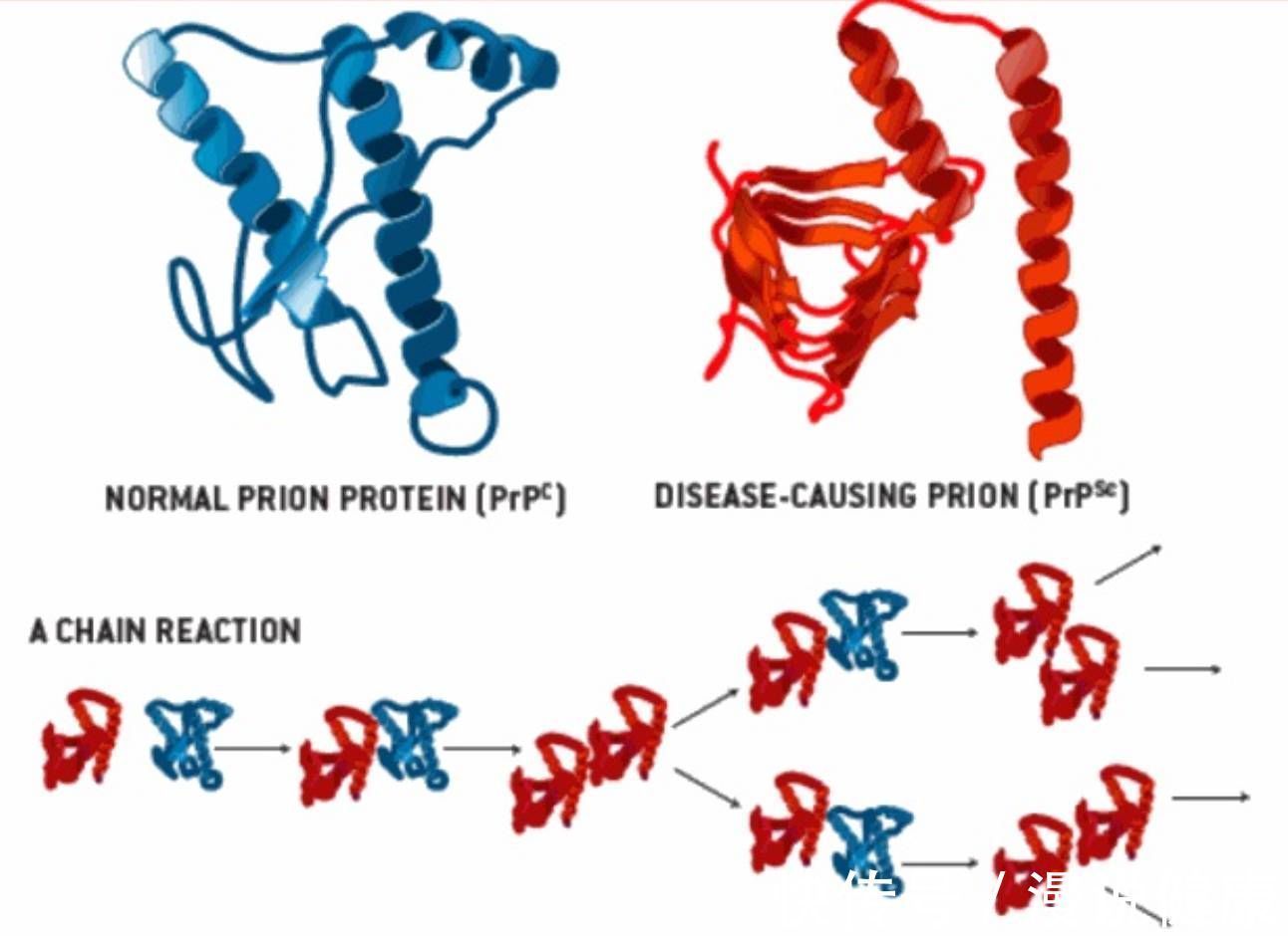 抛开伦理和道德,人肉到底能吃吗?这群食人族,却因遭受“诅咒”