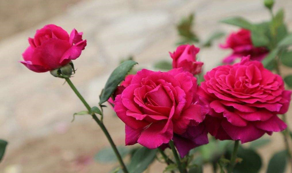 惟有此花开不厌,一年常占四时春,学好几招,让你成为养花达人