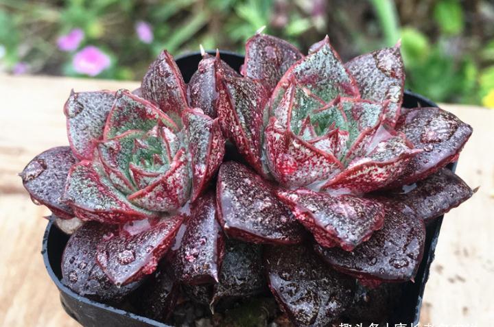 屌丝|多肉大和锦和剑司诺娃,一个好像没贵过,一个则从土豪变成了屌丝