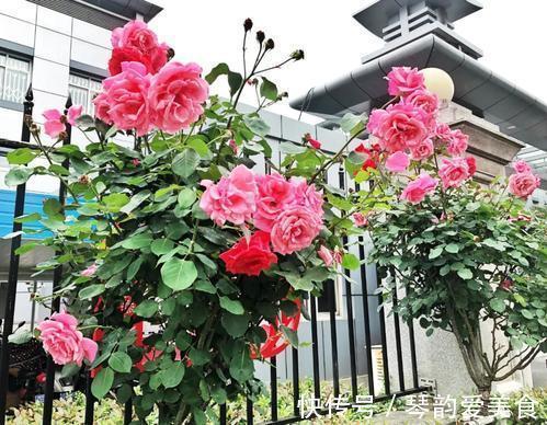 立秋后，建议扦插6种花，温度适宜“利于”生根，成活率高