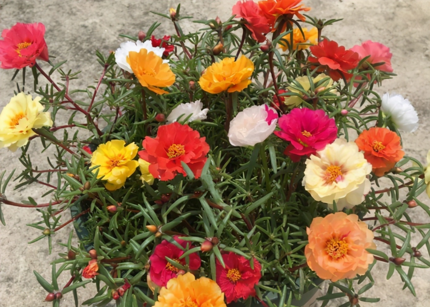 夏天养这3种花得多晒太阳,不遮阴植株才长得旺,叶绿根壮花多