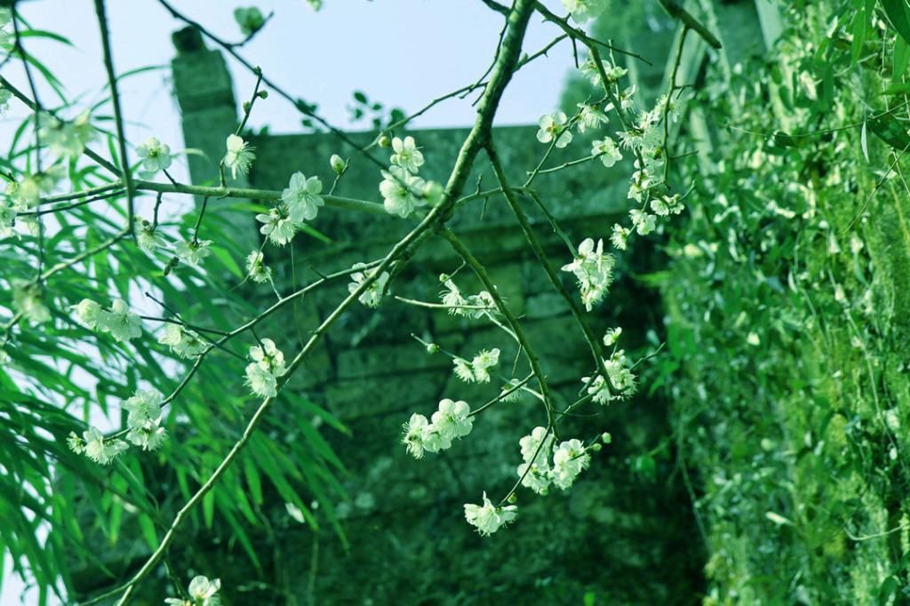 中年|罗学成：国清寺赏隋梅