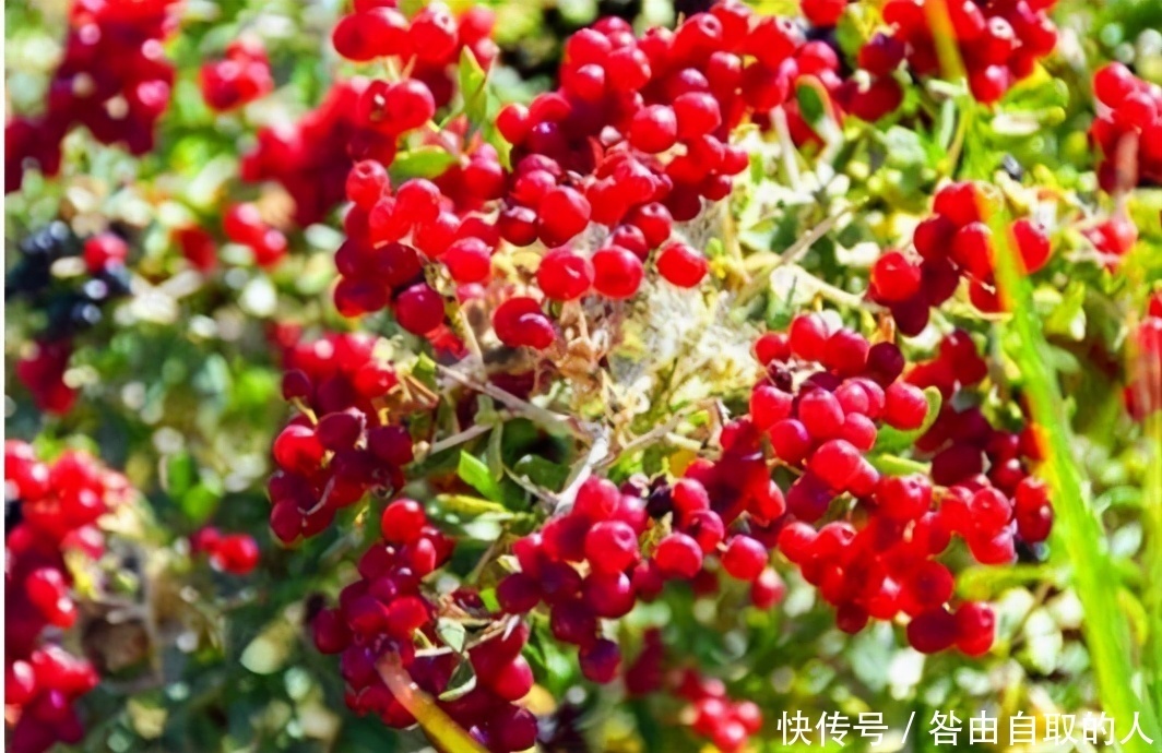 想长寿全靠吃，3种食物不能少，补充营养，提高免疫力