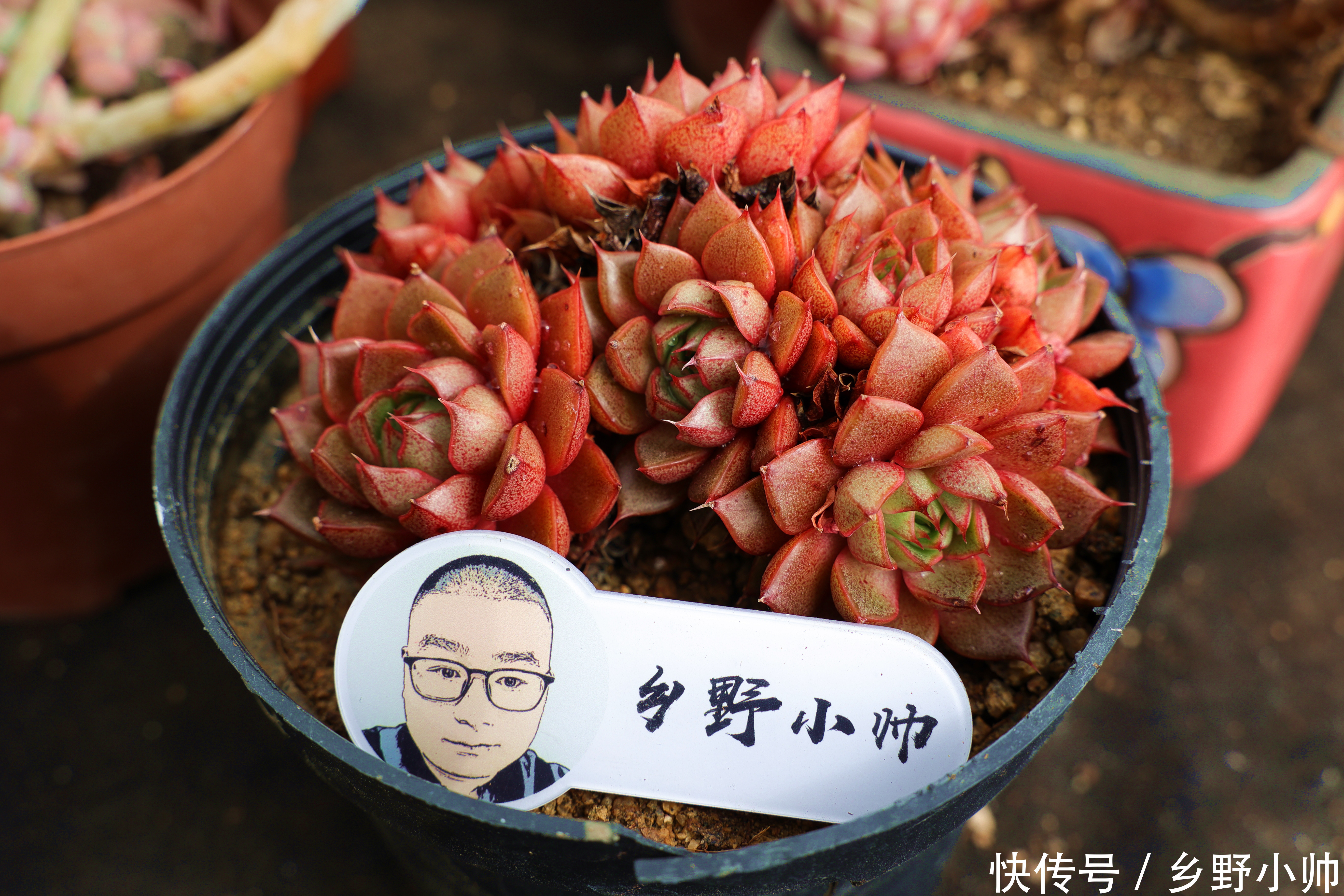 叶插|叶插出苗后夭折,让人心疼,小帅告诉你这样养护提高成功率