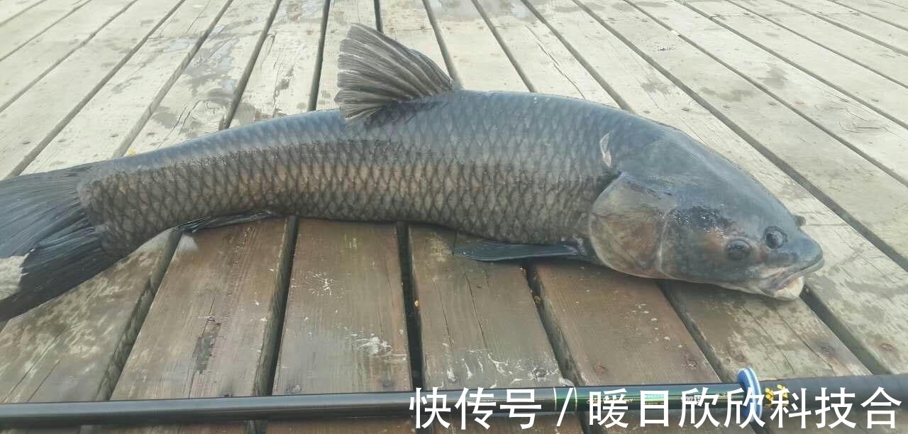 杂食性|想要配出的饵料诱鱼好，先要搞明白什么叫鱼的食性