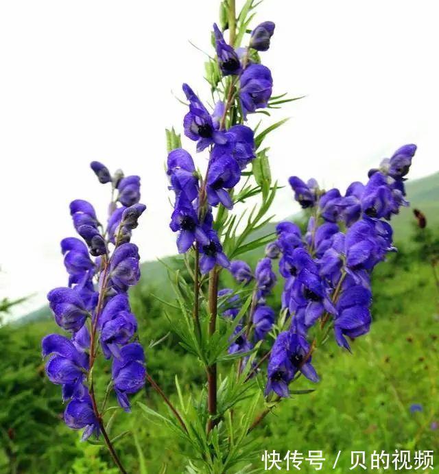 寒湿|湿气一除,百病皆无!一个5味药的方子,除寒湿祛邪风,疾病远离