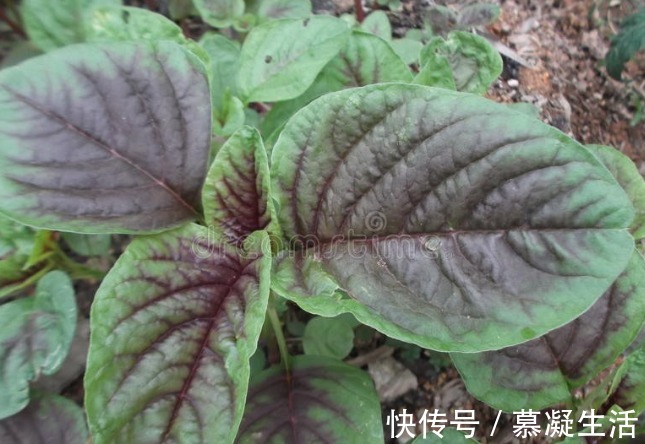 吃法|68种野菜图片,教你认识不同的野菜和吃法,你想要的野菜这里都有