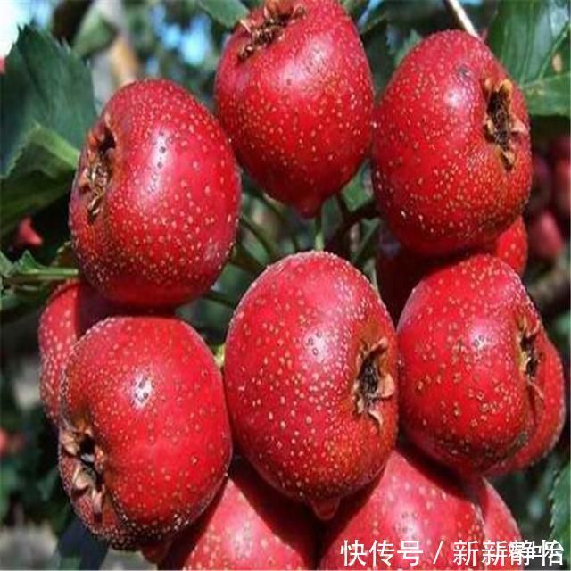 肠胃疾病|医生：胃不好，少吃这几种食物，常喝1种茶，可以养胃护胃