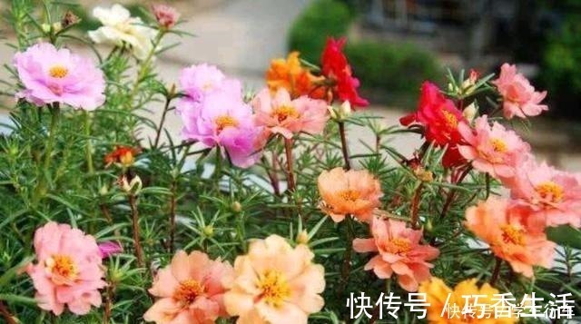 小花|6种花,得“虐”养,少浇水,用破盆,越不管长得越好!