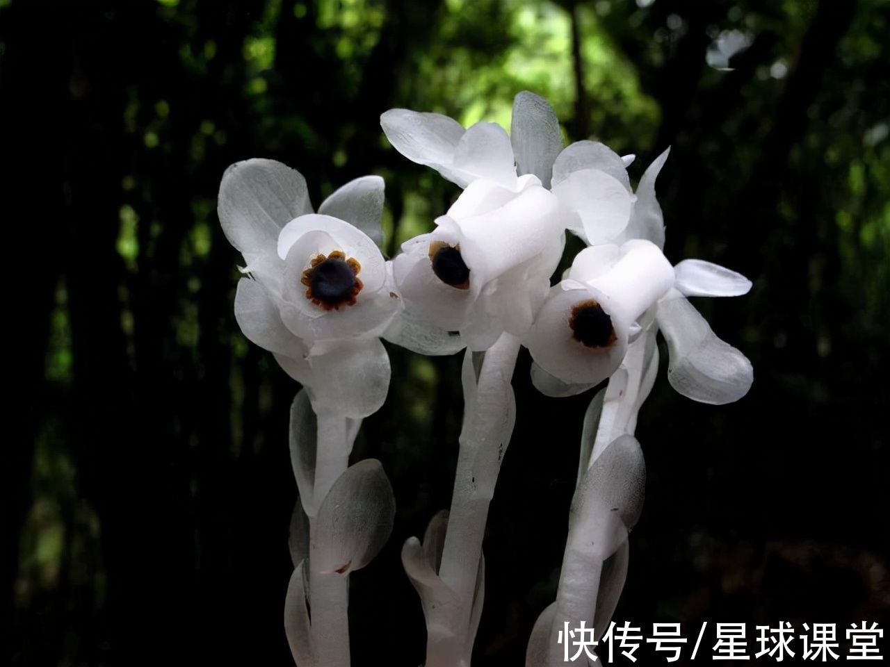 湖南发现大片“冥界之花”,它的出现预示着什么?