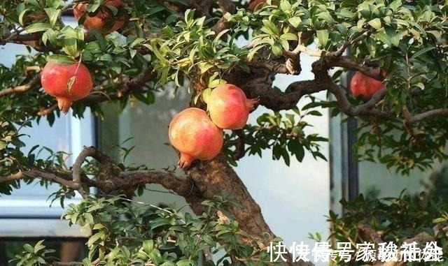 小院子|家有小院子,不要错过“3种果树”,寓意好,能观赏,还能摘果子