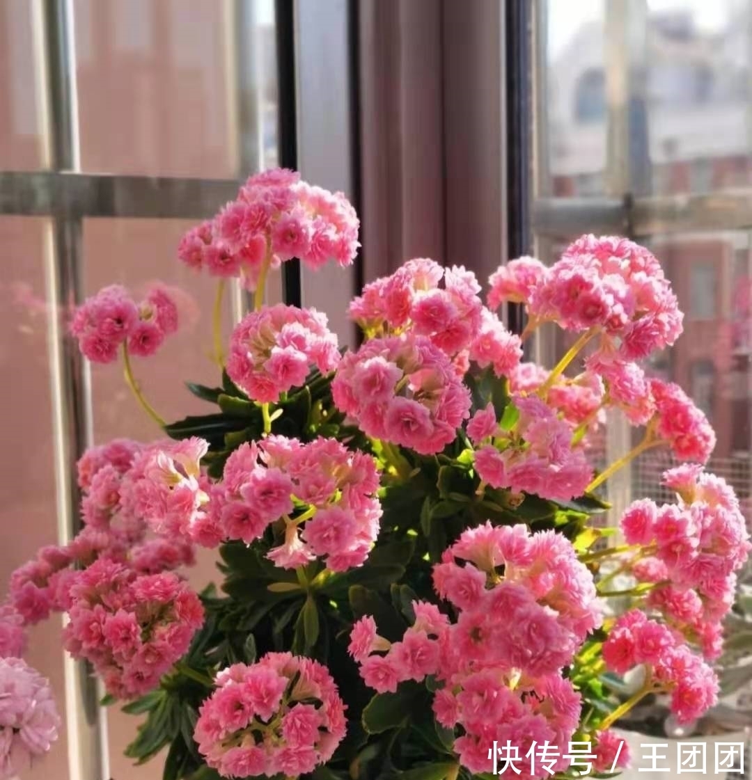 7种花,花期超过大半年,冬天室内依旧绽放