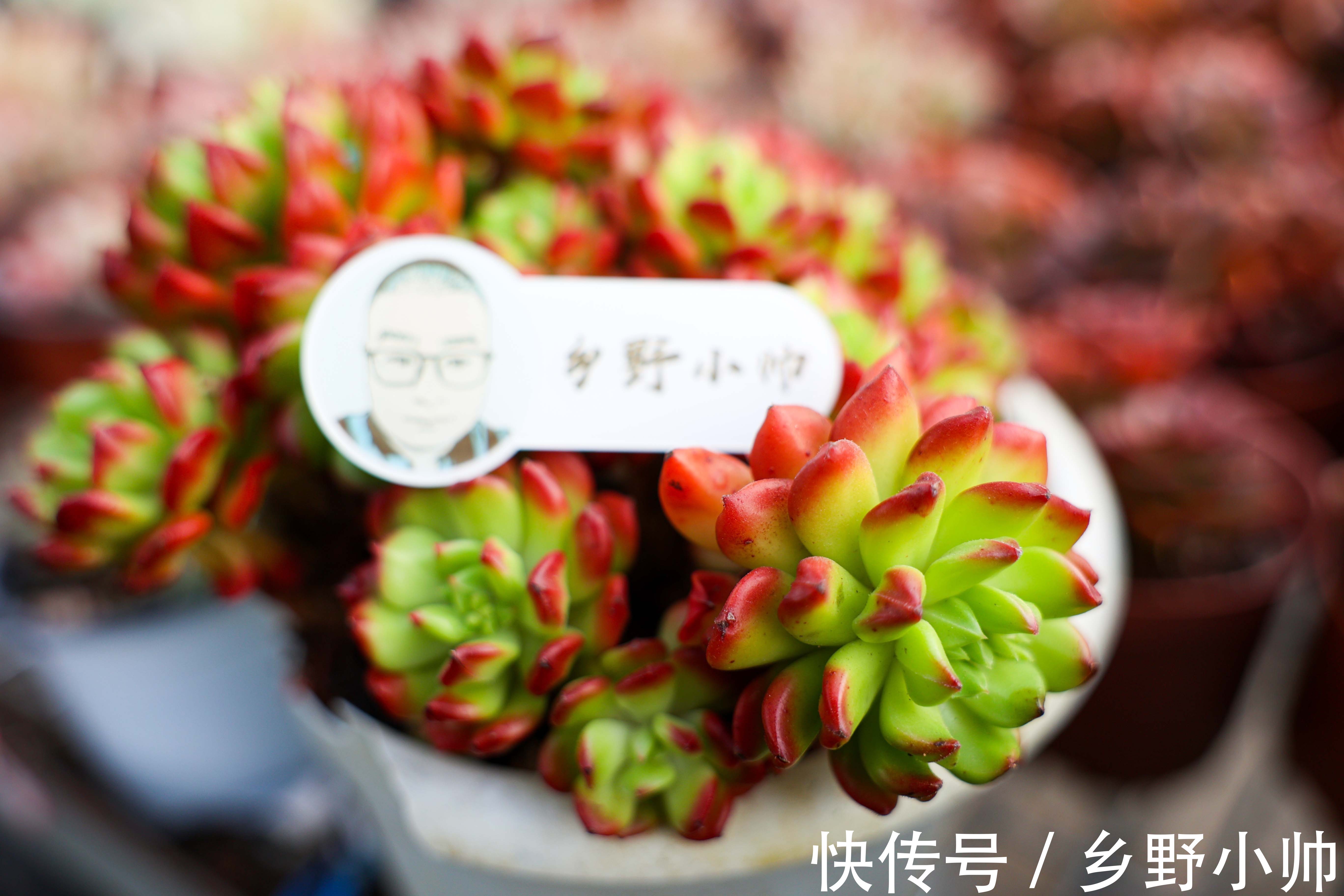 绮罗|全状态不输蒂亚,皮实好养,适合新手的小灯笼多肉,你养了吗?