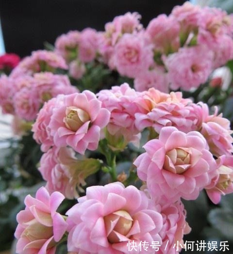 枝条|养长寿花,喝点这种“促花水”,肥效足促开花,轻轻松松养爆盆