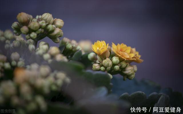 “一次性的”4种花，开完别再浪费时间精力养，不划算